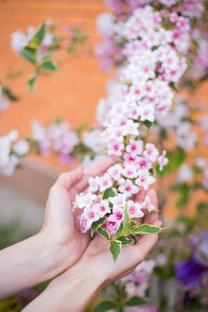Female young hands holding pink Weigela flowers on bush on sunny day. Spring outdoor blooming background with empty blurred space.の写真素材