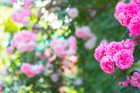 Beautiful pink tea rose flowers on the arch at sunny day in garden. Spring background with blurred space.の写真素材