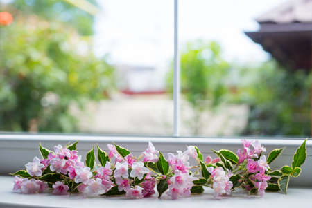 Window framed by tender flowering pink Weigela branch. Spring background with empty space.の写真素材