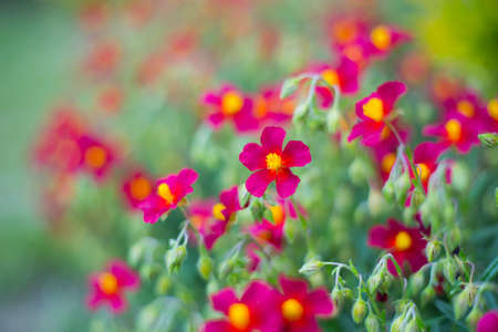 Small dark-red flowers in garden in summer on sunny day, vibrant color.の写真素材
