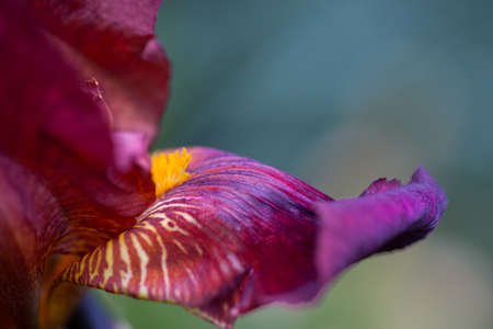 Close-up abstract image of dark-red iris flower. Spring macro outdoor.の写真素材