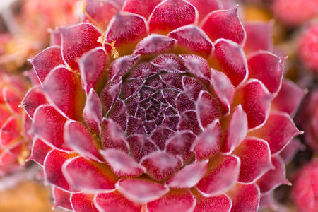 Closeup abstract photo of dark-red succulent, above view. Sempervivum âRed Rubinâの写真素材