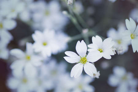 Close-up beautiful white flowers on daylight blurred background. Vibrant spring outdoor blossom. Empty space. Gypsophila repens 'Filou White'の写真素材