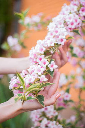 Female young hands holding pink Weigela flowers on bush on sunny day. Spring outdoor blooming background with empty blurred space.の写真素材