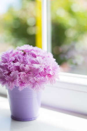 Little purple bucket with tender bouquet of beautiful pink carnation near window in daylight. Spring card.の写真素材