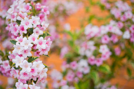 Close-up pink Weigela flowers on bush on sunny day. Spring outdoor blooming background with empty blurred space.の写真素材