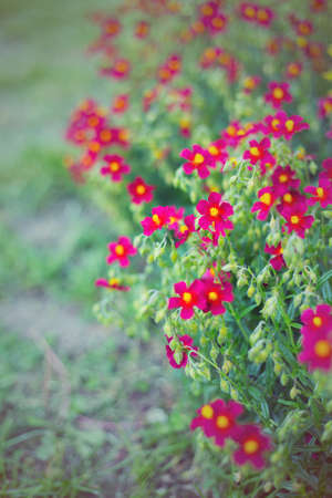 Small dark-red flowers in garden in summer on sunny day, vibrant color.の写真素材
