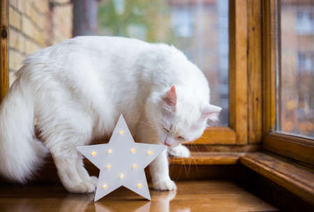 White furry domestic cat with glowing LED Christmas star near window in daylight indoor.の写真素材