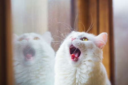 Closeup portrait of white furry domestic cat yawning near window with reflection in daylight indoor.の写真素材