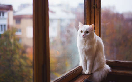 White furry domestic cat looking at window with reflection in daylight indoor.の写真素材