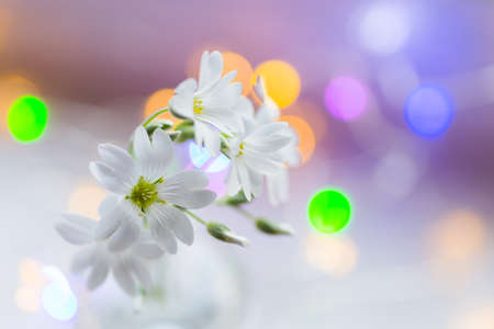Close-up beautiful white flowers on daylight blurred background with colorful garland lights. Vibrant spring indoor blossom. Gypsophila repensの写真素材