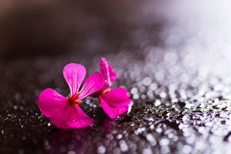 Closeup two crimson flowers on dark wet surface with many drops in backlit. Minimalistic flowering...