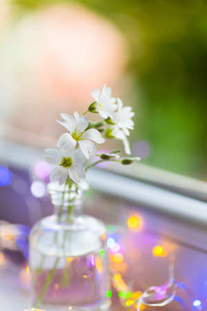 Close-up beautiful white flowers in glass bottle near window on daylight blurred background with colorful garland lights. Vibrant spring indoor blossom. Gypsophila repensの写真素材