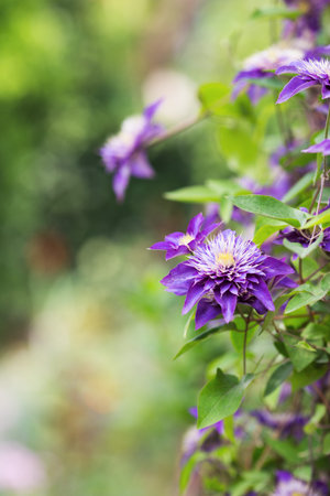 Beautiful purple clematis flowers on sunny blurred background. Vibrant spring outdoor blossom with copy space.の写真素材