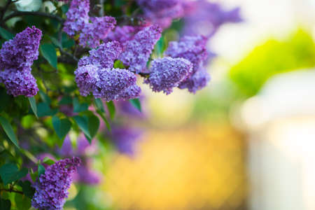Lush blooming lilac bushes on warm sunny blurred background with copy space. Spring outdoor blossom.の写真素材
