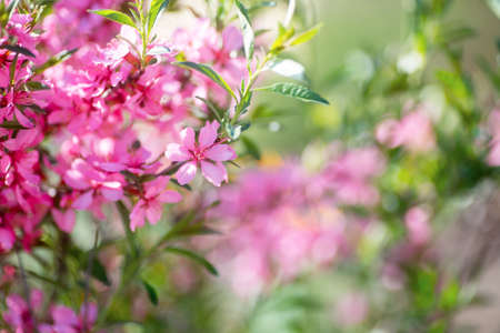 Beautiful blooming spring pink cherry branch with blurred background, copy space.の写真素材