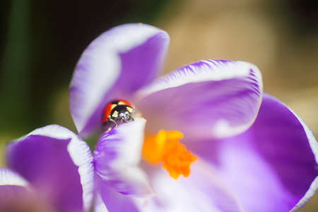 Closeup ladybug sitting on petal of purple spring crocus on sunny day. Natural background with copy spaceの写真素材