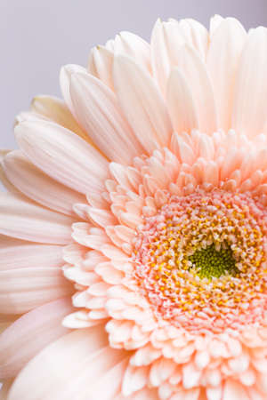 Closeup tender peach gerbera daisy flower. Pastel color esthetics. Minimalistic natural background.の写真素材