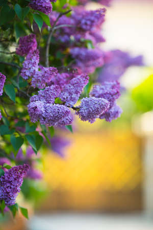 Lush blooming lilac bushes on warm sunny blurred background with copy space. Spring outdoor blossom.の写真素材