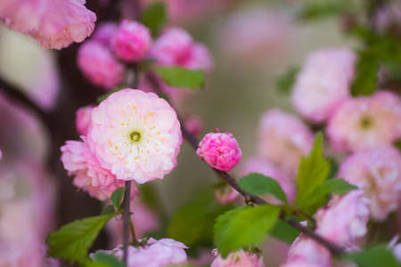 Closeup beautiful blooming spring almond branch with tender pink flowers, copy space.の写真素材