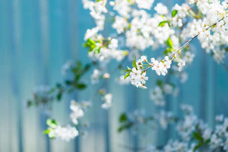 Beautiful blooming spring cherry branch with blurred bokeh background, copy space. Vintage toned effect. Pastel blue.の写真素材