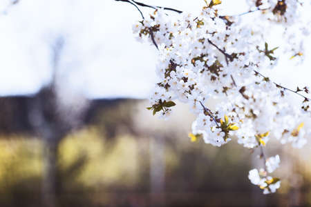 Beautiful blooming spring cherry branch with blurred bokeh background, copy space. Vintage toned effect.の写真素材