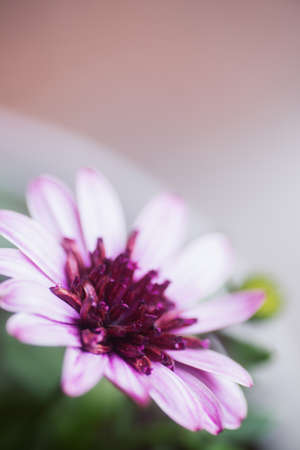 Closeup pink flower with neutral blurred background. Natural macro shot with details. Copy space.の写真素材