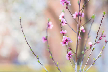 Beautiful blooming spring peach branch with blurred bokeh background, copy space.の写真素材