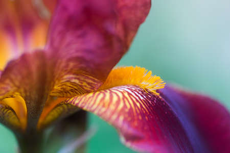 Closeup purple and yellow iris flower with neutral blurred background. Natural macro shot with details. Copy space.の写真素材