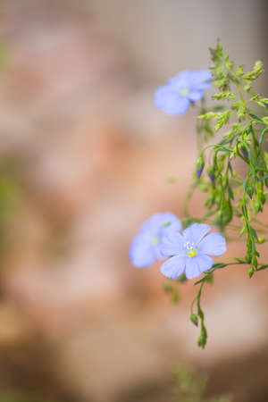 Closeup blue flax flowers outdoor in daylight with blurred background. Spring blossom with copy space.の写真素材