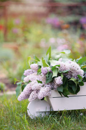Spring lush lilac flowers bouquet in white wooden decorative wheelbarrow in backyard garden. Outdoor seasonal composition with copy space.の写真素材