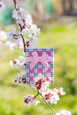 Pink gift box surrounded by flowering branches of spring trees. Spring vibrant composition with copy space. Mother day present.の写真素材