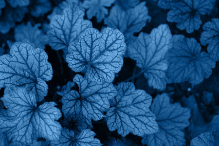 Closeup textured foliage toned in Classic Blue - color of the year 2020. Natural background with place for text.の写真素材