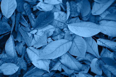 Natural background with textural autumn leaves lying on the ground. Color of the year 2020 - Classic Blue. Place for text.の写真素材