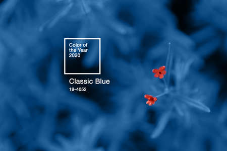 Natural banner with two little Living Coral toned flowers on Classic Blue background. Color of the year 2020. Main trend color conceptの写真素材