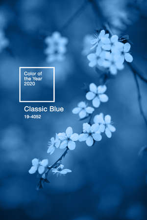 Closeup flowering cherry branch colored in Classic Blue - color of the year 2020. Natural banner with main trend concept. Place for text. Moody and calm spring background.の写真素材
