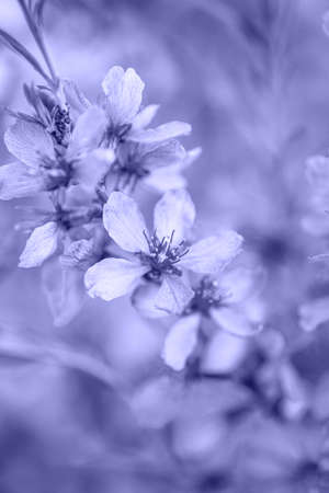 Closeup spikelets in the field colored in Very Peri - color of the year 2022. Natural banner with main trend concept. Place for text. Calm background.の写真素材