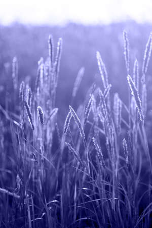 Closeup spikelets in the field colored in Very Peri - color of the year 2022. Natural banner with main trend concept. Place for text. Calm background.の写真素材