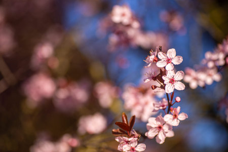 Beautiful blooming spring cherry branch on sunny day, outdoor photo with copy space. Tender pink...