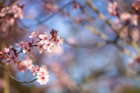 Beautiful blooming spring cherry branch on sunny day, outdoor photo with copy space. Tender pink...