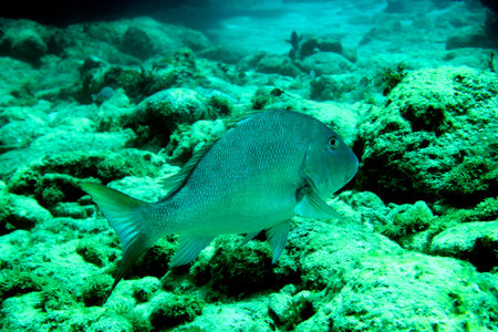 Coral Reef, tropical fish and ocean life in the caribbean sea