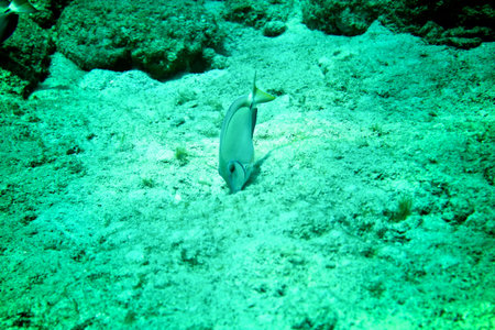 Coral Reef, tropical fish and ocean life in the caribbean sea