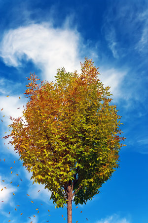 Lone autumn tree on sky background