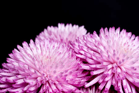 Chrysanthemum flowers heads on dark background の写真素材