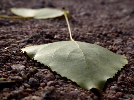 Leaves on dirt roadの写真素材