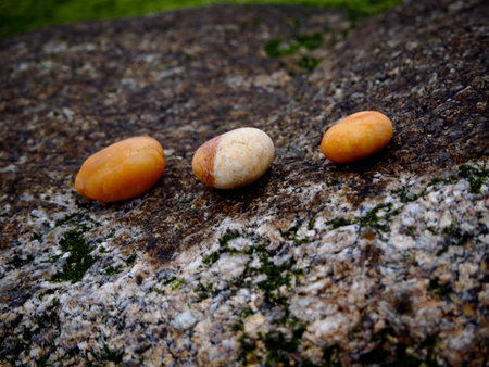 Tree stones on the rockの写真素材