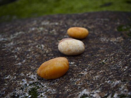 Tree stones on the rockの写真素材