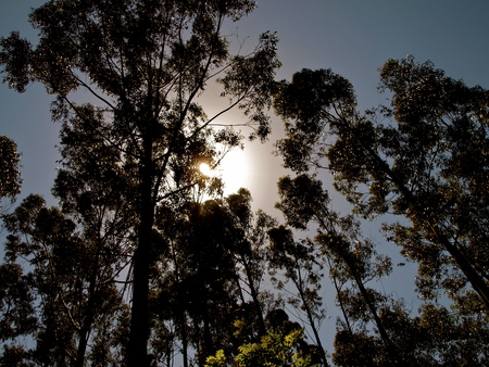 Sun betwen the treesの写真素材