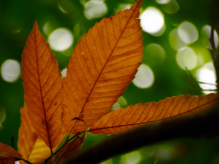 Castanea sativa leaves