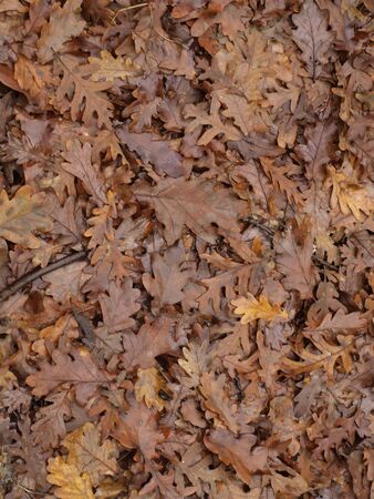 Autumn leaves on the floorの写真素材